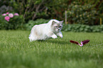 running Ragdoll