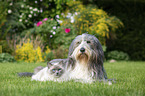 Ragdoll and Bearded Collie