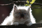 Ragdoll Kitten