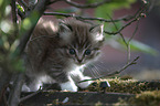 Ragdoll Kitten