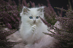 Ragdoll kitten in the heather