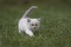 Ragdoll kitten in the grass