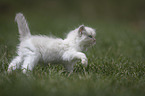 Ragdoll kitten in the grass