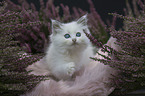 Ragdoll kitten in the heather