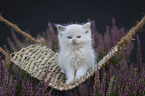 Ragdoll kitten in the heather