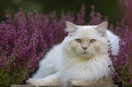 Ragdoll in the heather