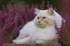 Ragdoll in the heather