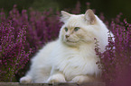 Ragdoll in the heather