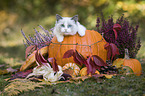 Ragdoll kitten in the pumpkin