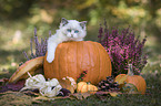 Ragdoll kitten in the pumpkin