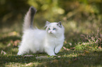 walking Ragdoll kitten