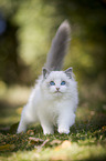 walking Ragdoll kitten