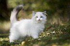 standing Ragdoll kitten