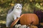 standing Ragdoll kitten