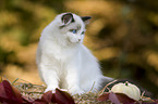 sitting Ragdoll kitten