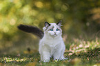 standing Ragdoll kitten