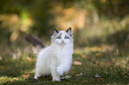 walking Ragdoll kitten