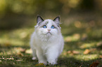 walking Ragdoll kitten