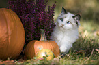Ragdoll kitten in the pumpkin