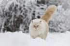 Ragdoll in the snow