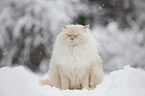 Ragdoll in the snow