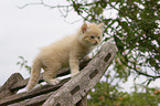 standing Ragdoll Kitten
