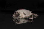 Ragdoll in front of black background