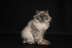 Ragdoll in front of black background