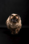 Ragdoll in front of black background