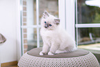 Ragdoll kitten