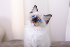 Ragdoll kitten