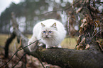 Ragdoll in the autumn