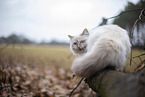 Ragdoll in the autumn