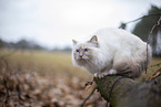 Ragdoll in the autumn