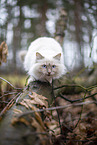 Ragdoll in the autumn