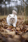 Ragdoll in the autumn