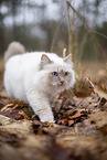 Ragdoll in the autumn