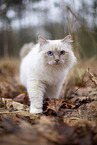 Ragdoll in the autumn