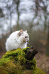 Ragdoll in the autumn