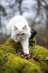 Ragdoll in the autumn
