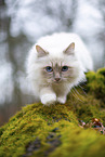 Ragdoll in the autumn