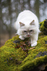Ragdoll in the autumn
