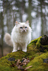 standing Ragdoll