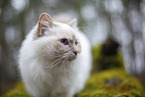 Ragdoll Portrait