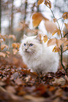 Ragdoll in the autumn