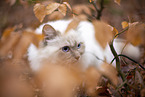 Ragdoll in the autumn