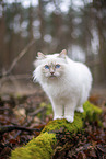 standing Ragdoll