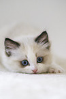Ragdoll kitten