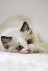 Ragdoll kitten