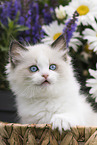 Ragdoll kitten